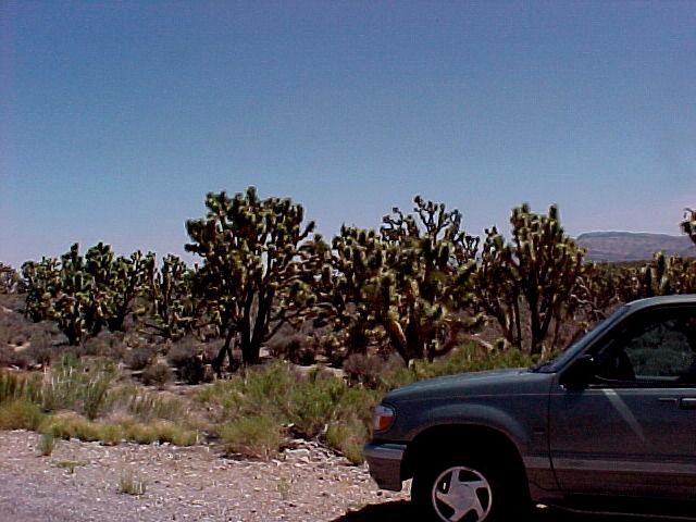 car&cactus.JPG (56149 bytes)